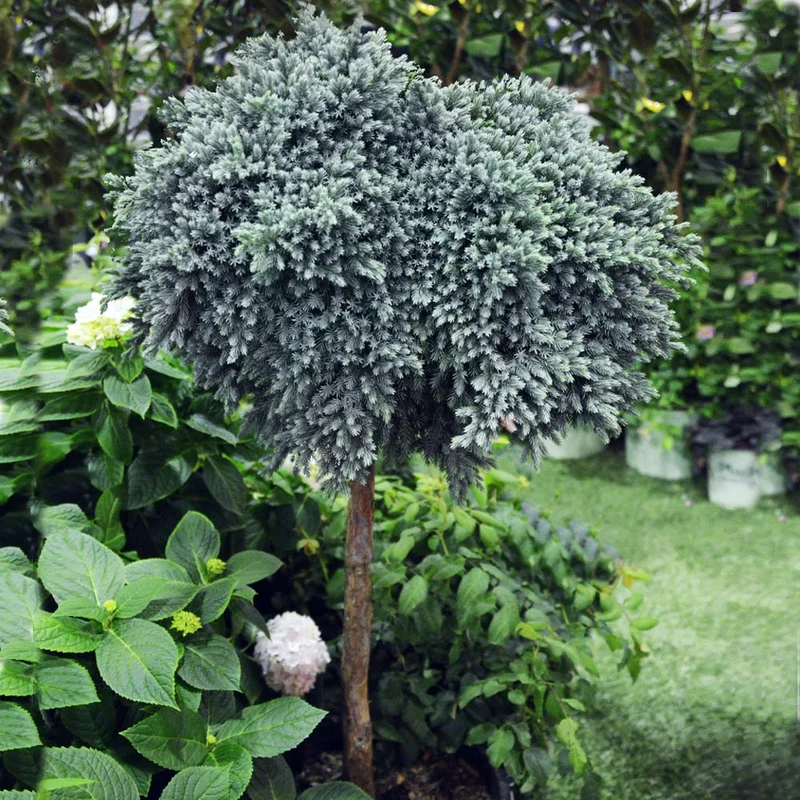 Blue Star Juniper Tree
