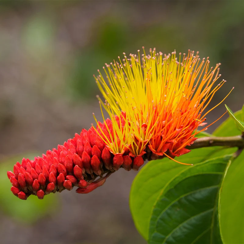 Monkey's Brush Plant