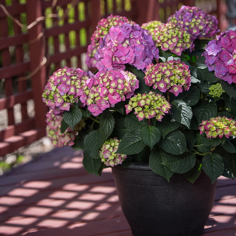Endless Summer® Summer Crush® Hydrangea