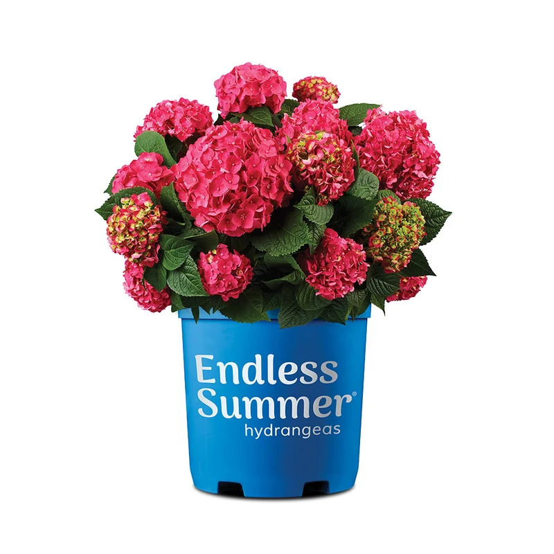 Endless Summer® Summer Crush® Hydrangea