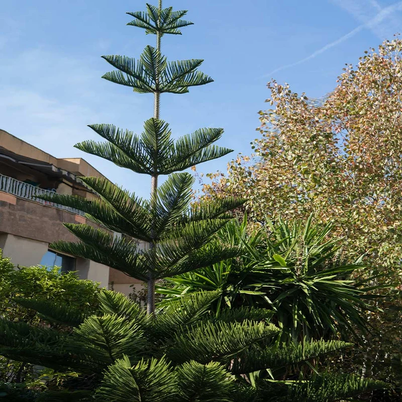 Norfolk Island Pine Tree