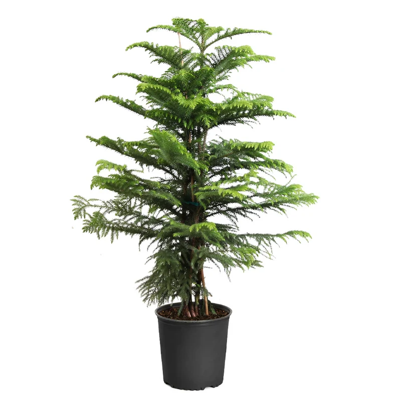 Norfolk Island Pine Tree