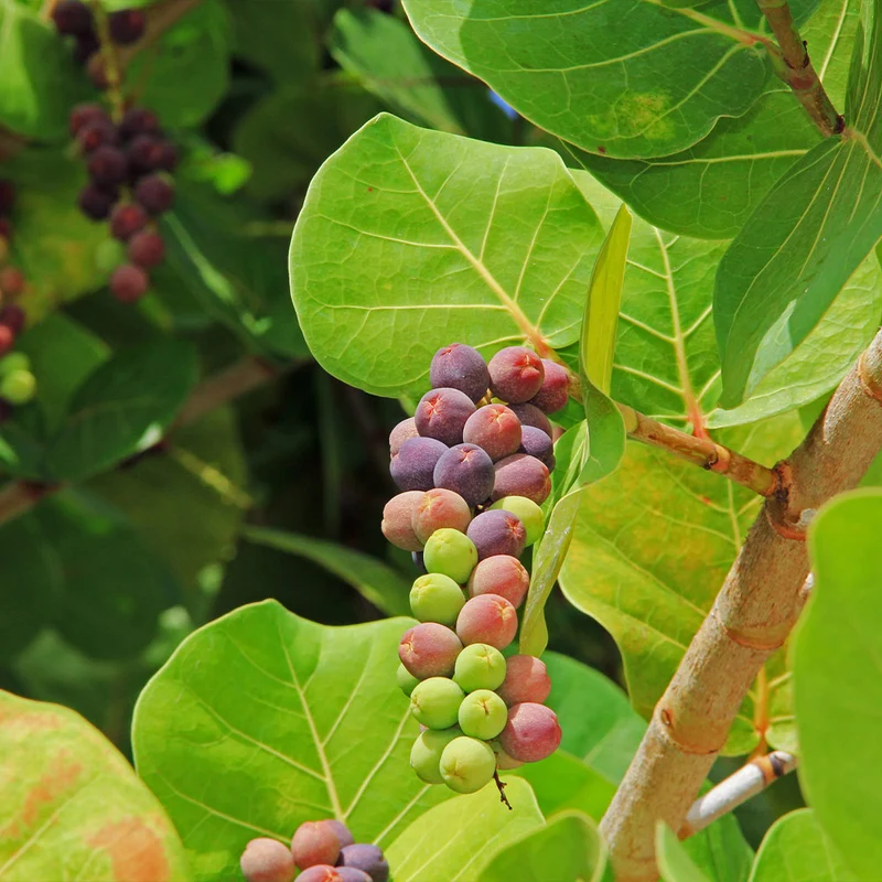 Sea Grape Bush