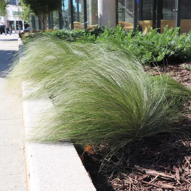 Mexican Feather Grass