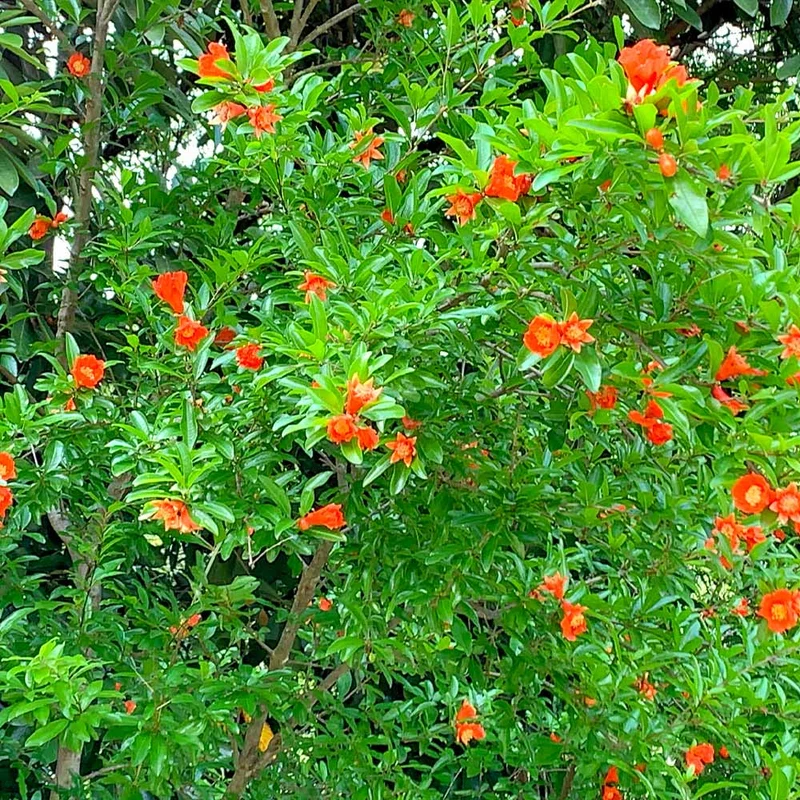 Eversweet Pomegranate Tree