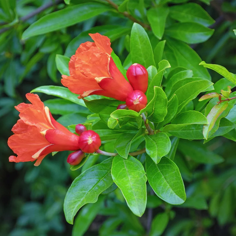 Eversweet Pomegranate Tree