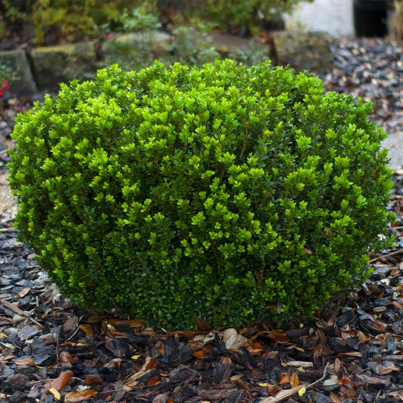 Southern Living® Baby Gem Boxwood Shrub