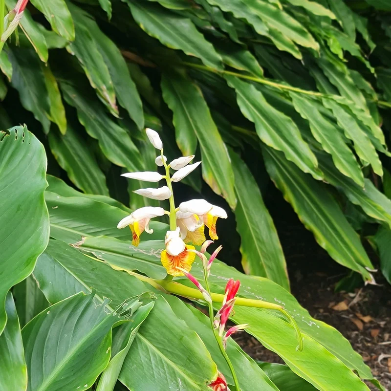 Dwarf Cardamom - USDA Organic