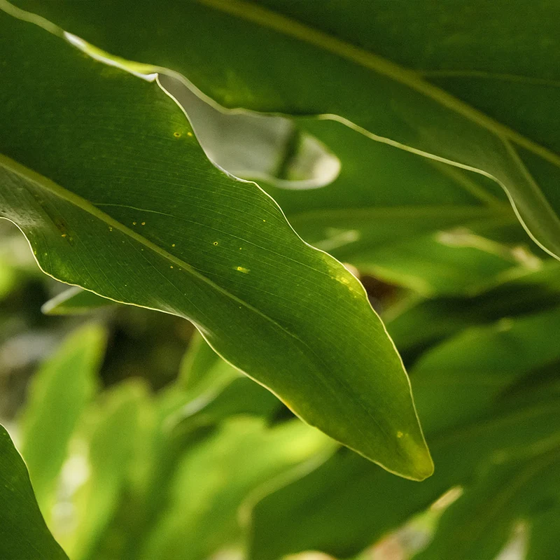 Dwarf Cardamom - USDA Organic