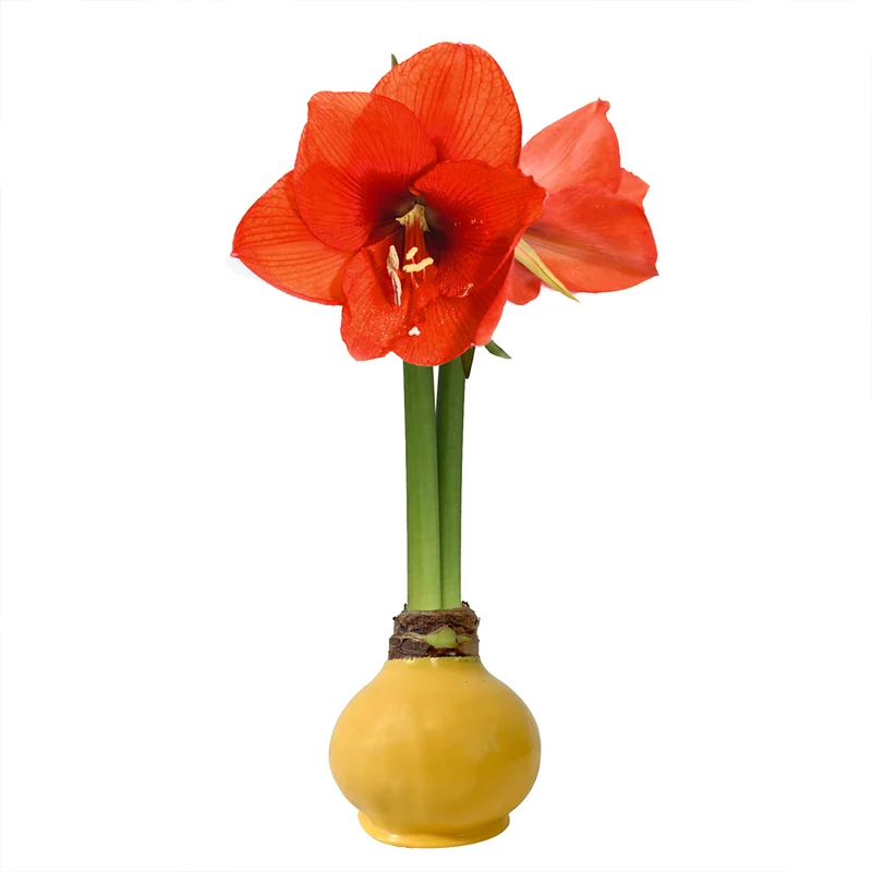 Yellow Wax-Dipped Amaryllis Bulb with Sovereign Blooms