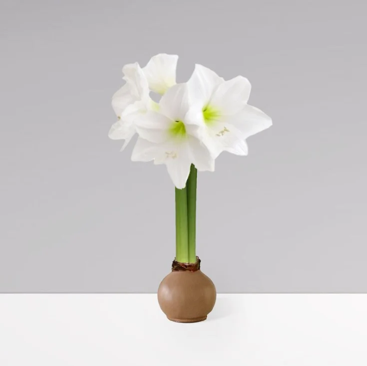 Gardenuity® Bronze Wax-Dipped Amaryllis Bulb