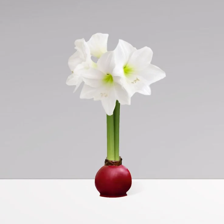 Gardenuity® Cranberry Wax-Dipped Amaryllis Bulb
