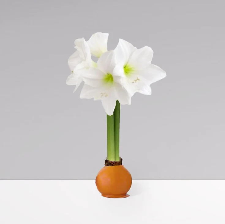 Gardenuity® Orange Wax-Dipped Amaryllis Bulb