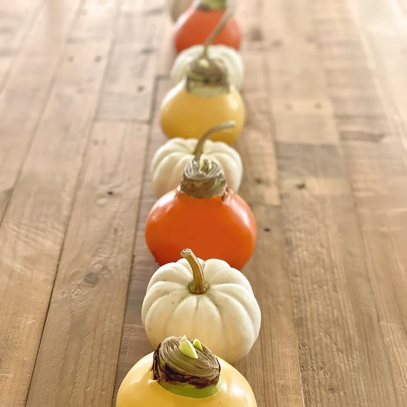Gardenuity® Orange Wax-Dipped Amaryllis Bulb