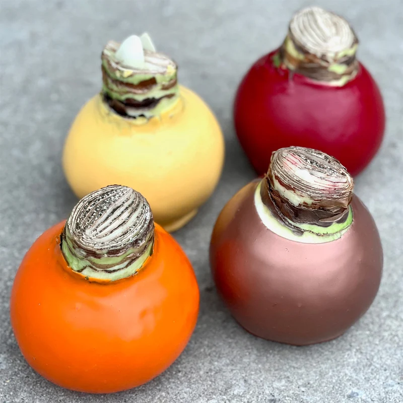 Gardenuity® Orange Wax-Dipped Amaryllis Bulb