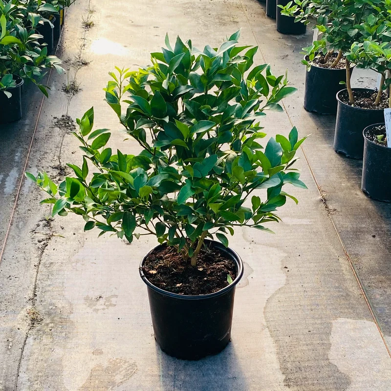 Meyer Lemon & Limequat Cocktail Bush