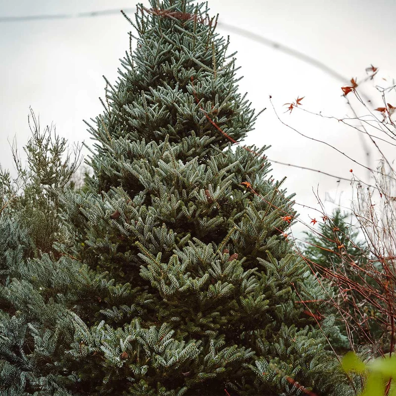 Horstmann's Silberlocke Korean Fir