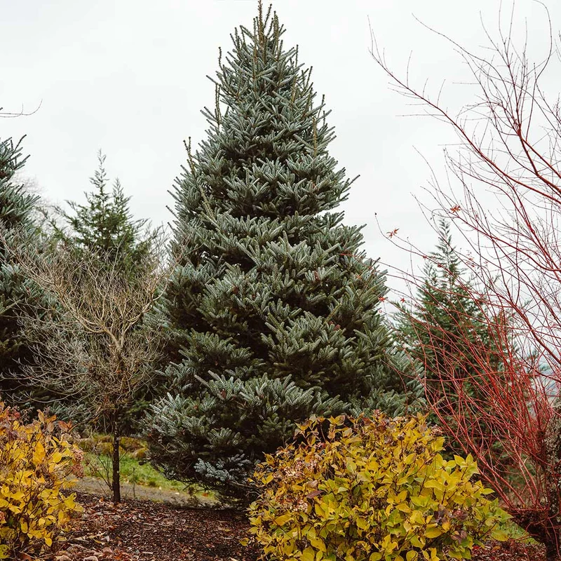 Horstmann's Silberlocke Korean Fir