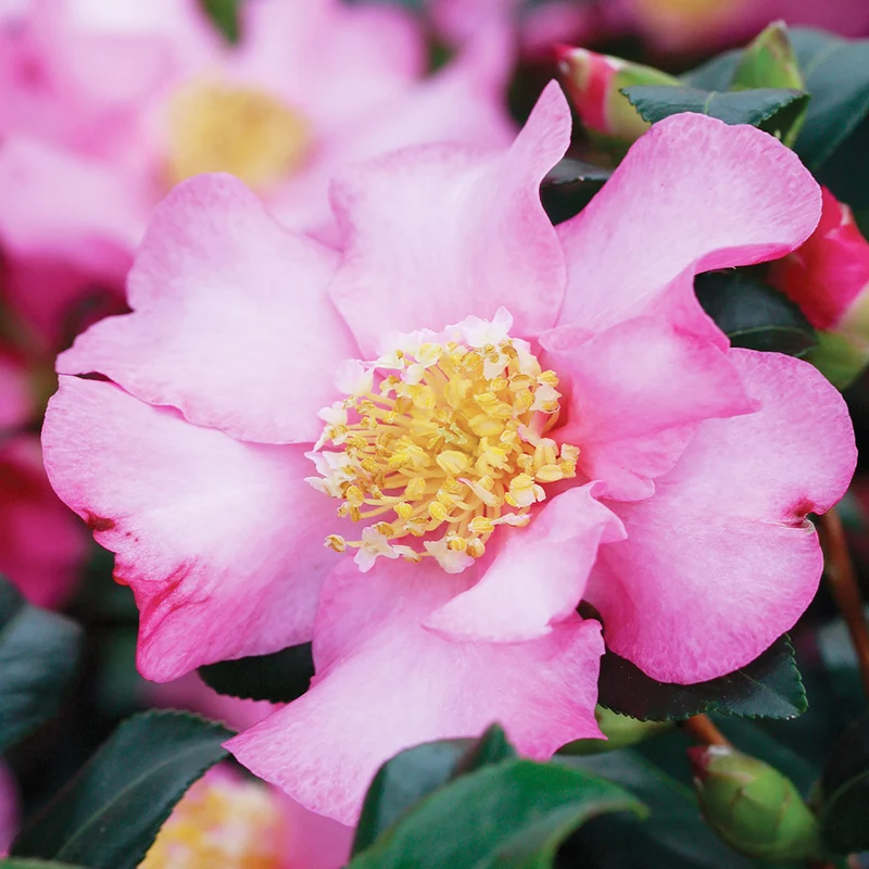 Cleopatra Camellia