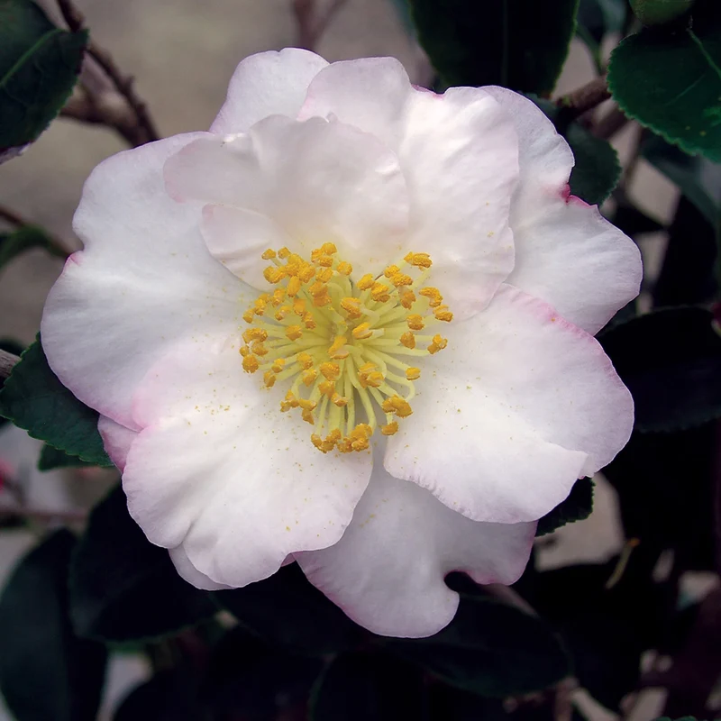 Setsugekka Camellia