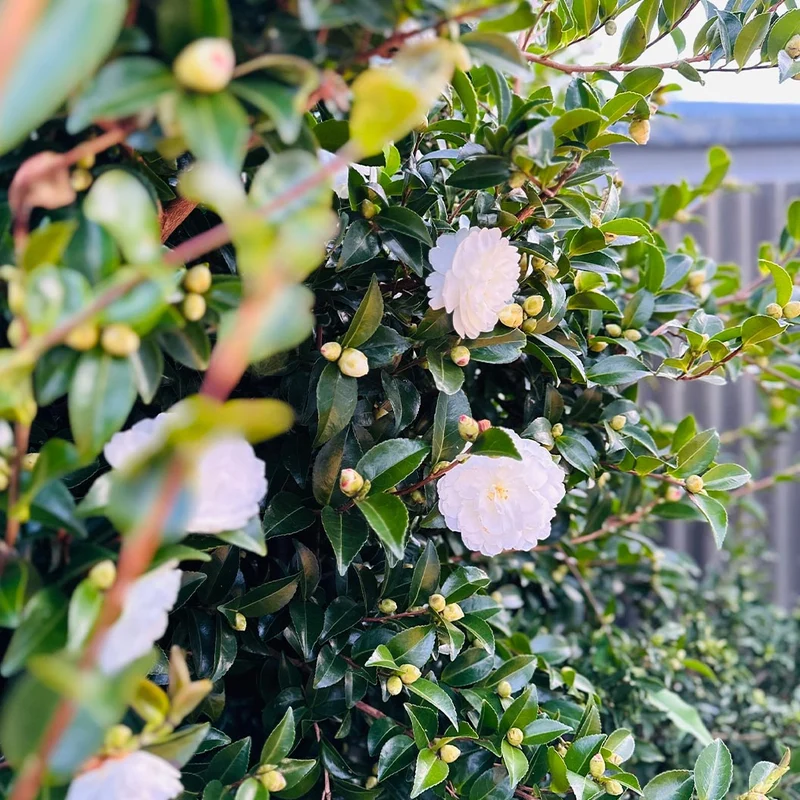 Setsugekka Camellia