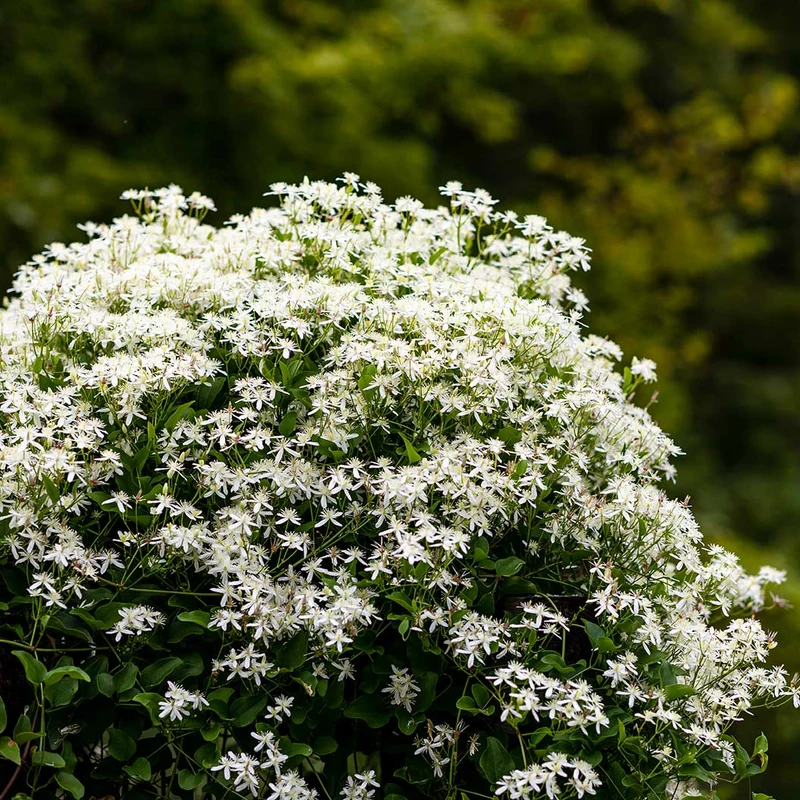 Sweet Autumn Clematis Vine