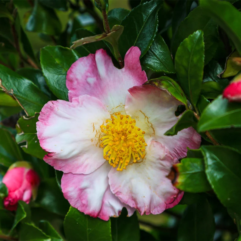 Hana-Jiman Camellia