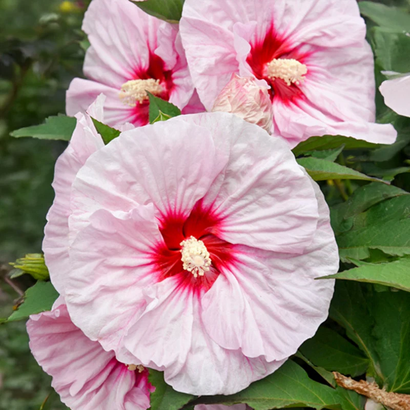 Summerific® ‘All Eyes on Me’ Hibiscus