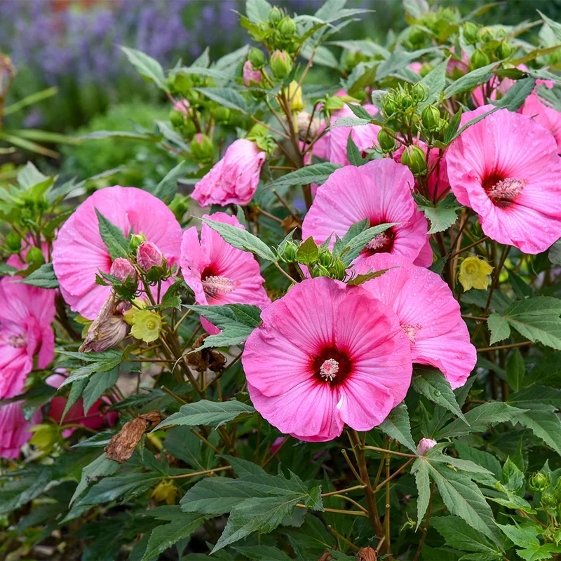 Summerific® ‘Candy Crush’ Hibiscus