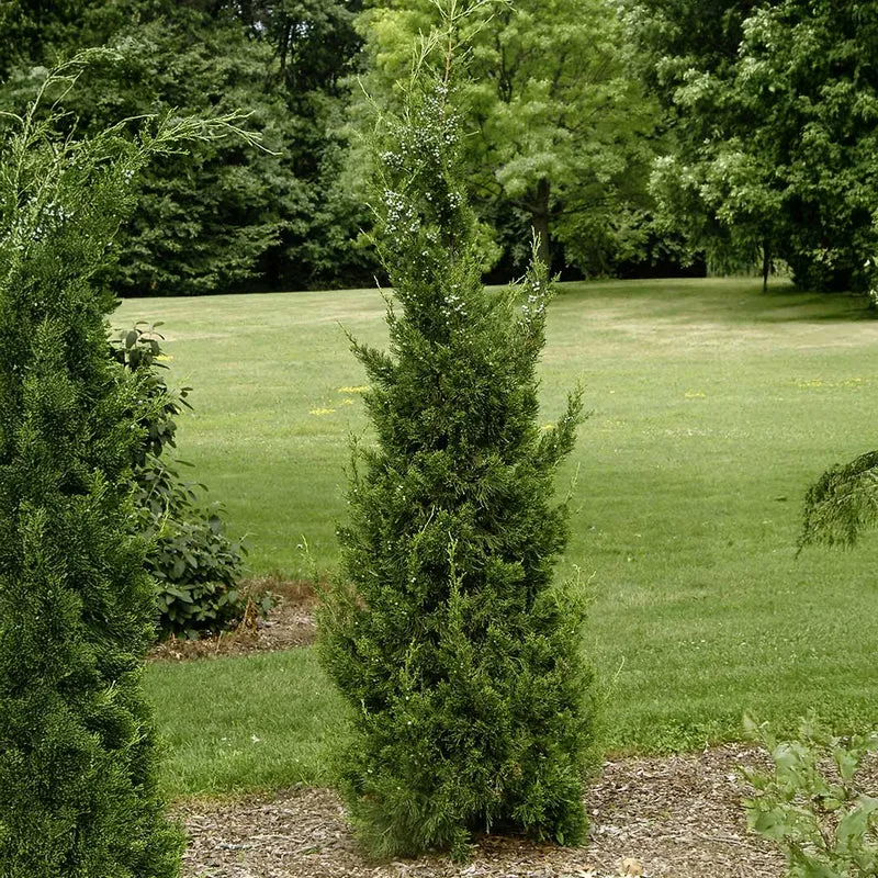 Hetzii Columnar Juniper Tree