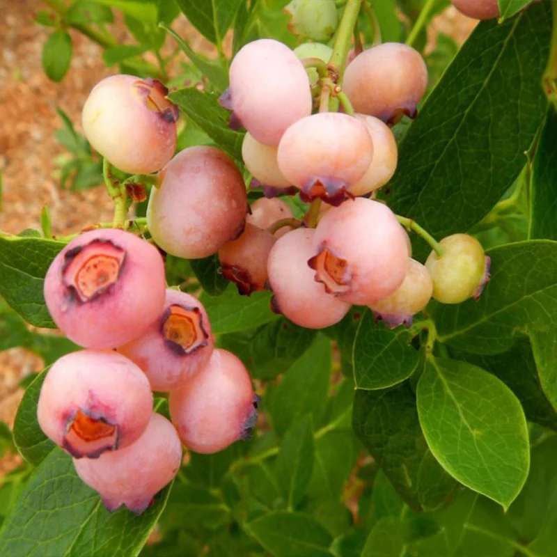 Pink Popcorn™ Blueberry Bush