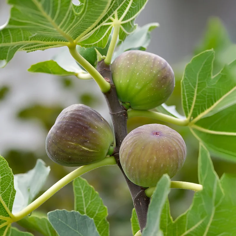 Little Ruby Fig Tree