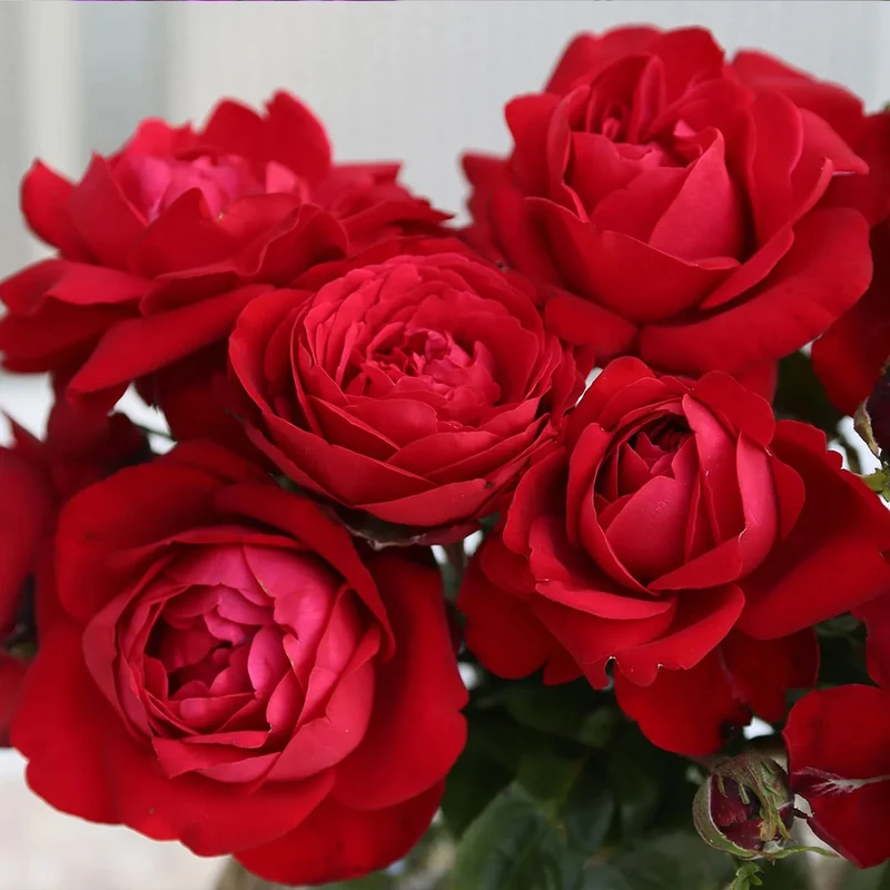 Tiamo™ Rose Shrub