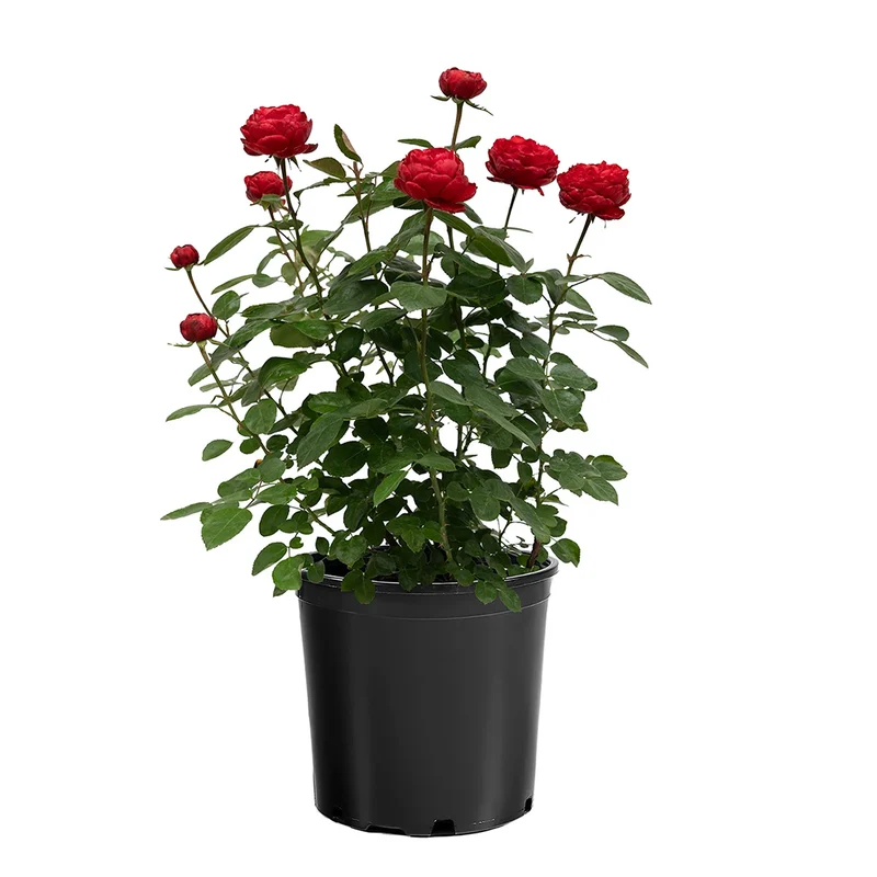 Tiamo™ Rose Shrub