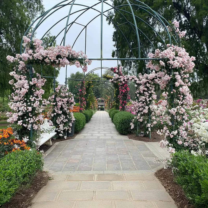 Perfume Breeze™ Climbing Rose