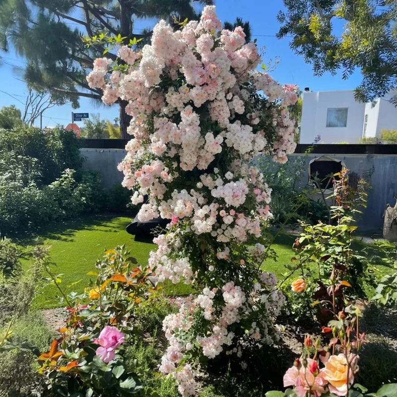 Perfume Breeze™ Climbing Rose
