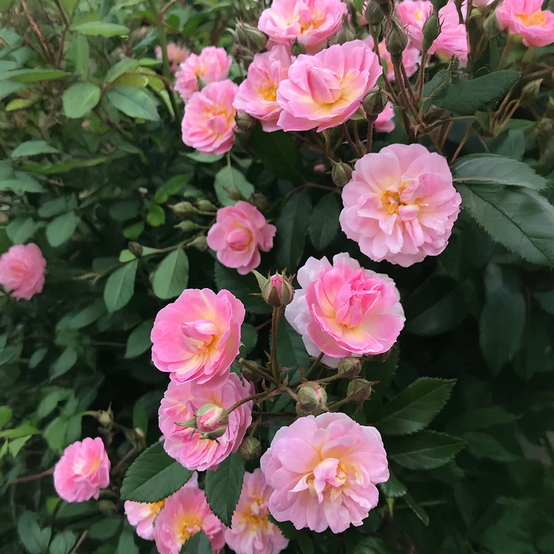 Perfume Breeze™ Climbing Rose