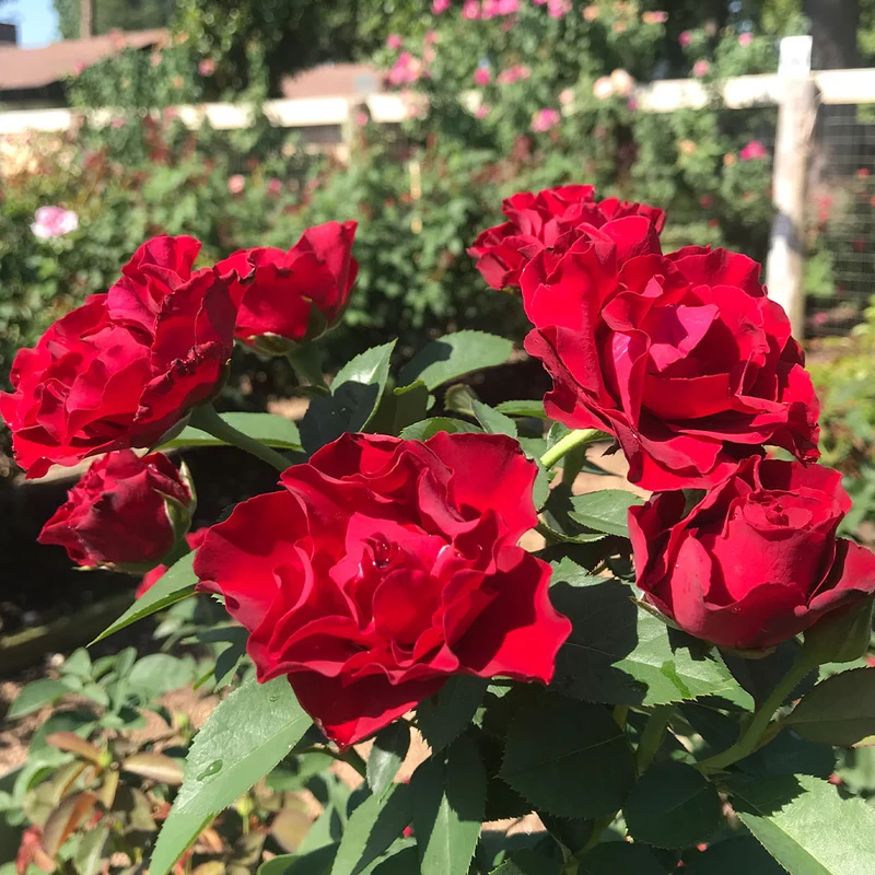 Dancing in the Dark® Rose Shrub