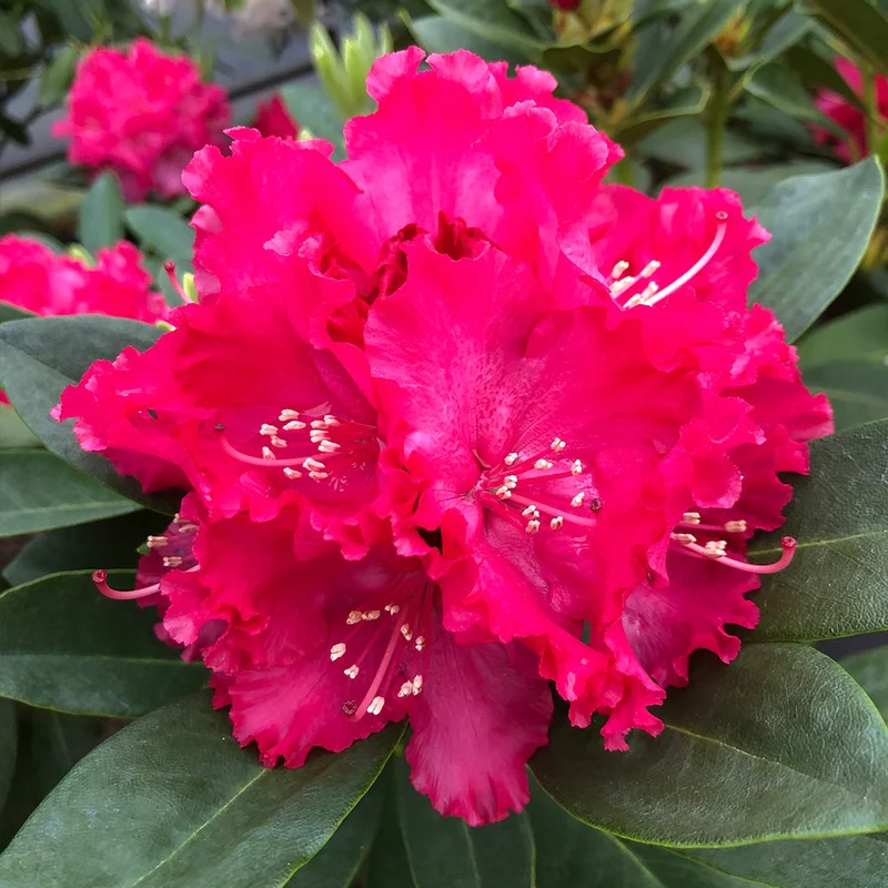 Holden's™ Red Hybrid Rhododendron Shrub