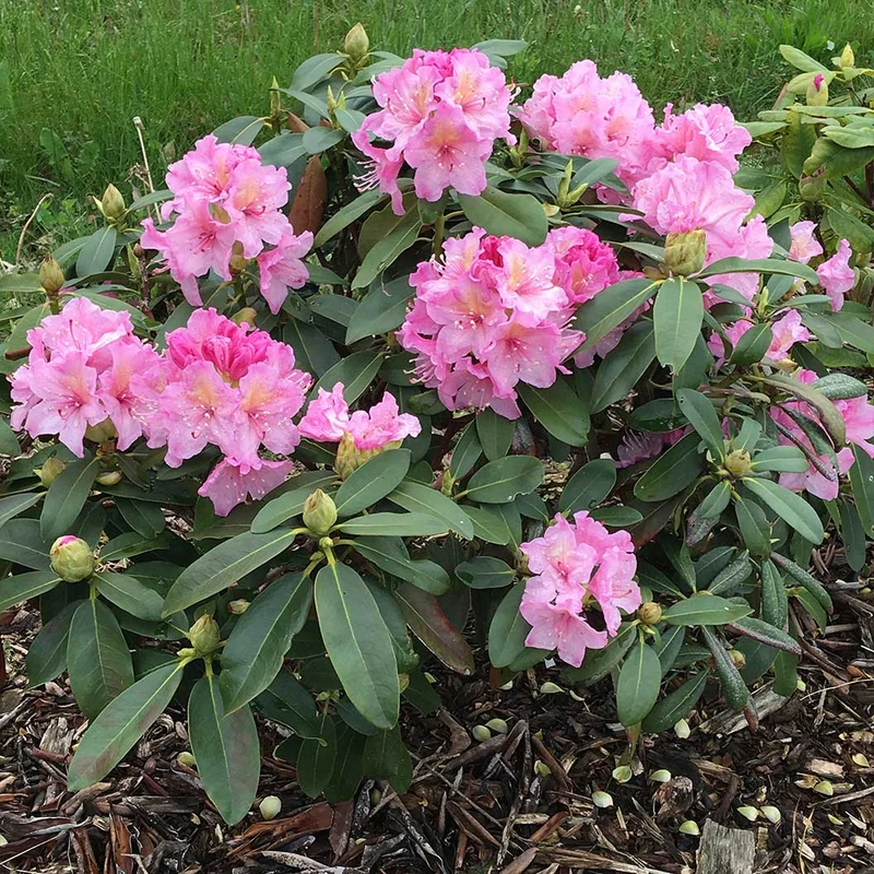 Holden's™ Pink Hybrid Rhododendron Shrub