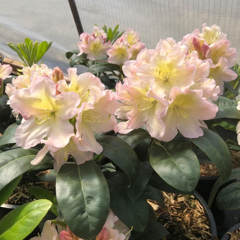 Holden's™ Peach Hybrid Rhododendron Shrub