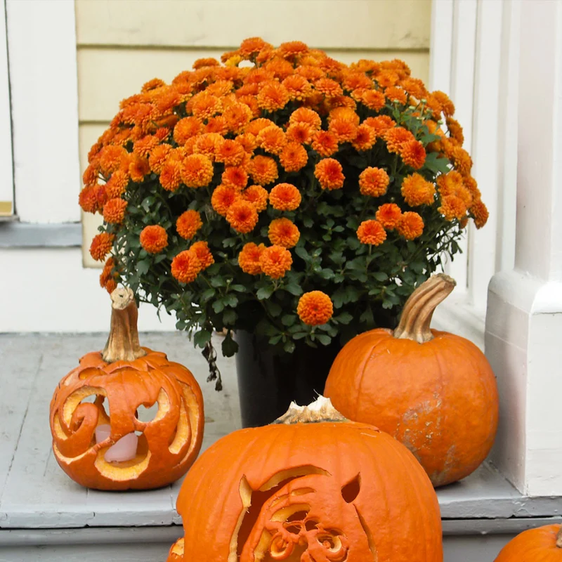 Orange Belgian Mums®