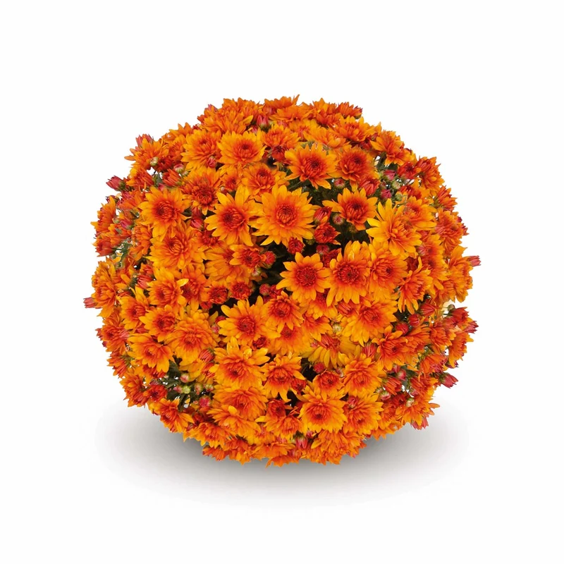 Orange Belgian Mums®