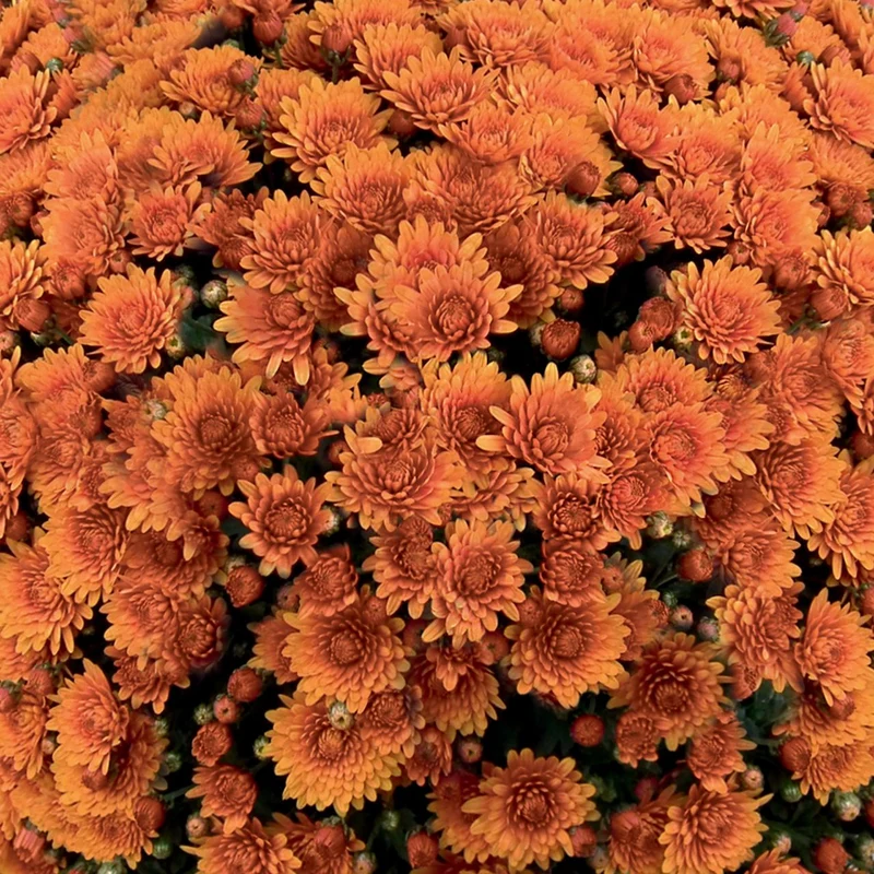 Orange Belgian Mums®