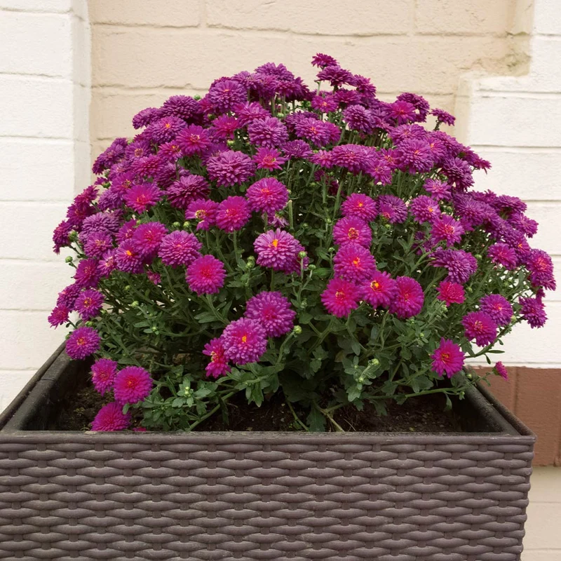Purple Belgian Mums®