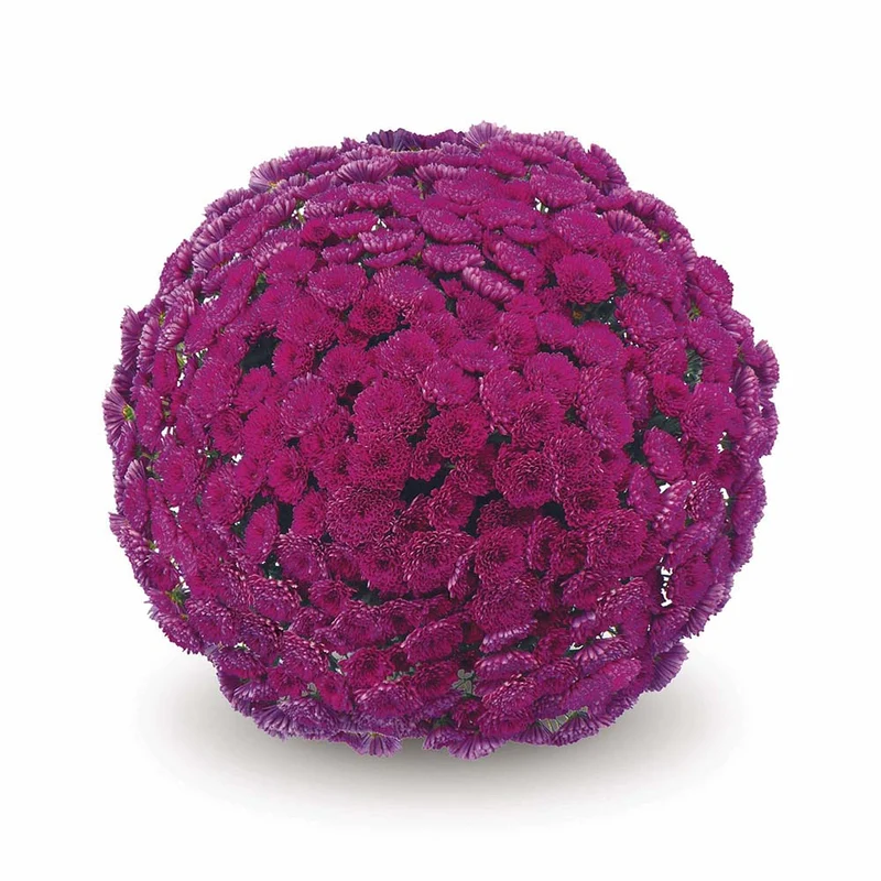 Purple Belgian Mums®