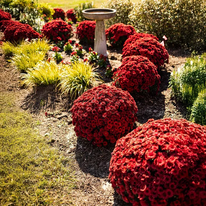 Red Belgian Mums®