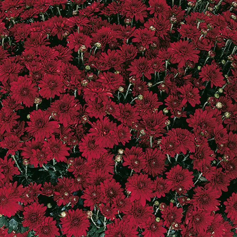Red Belgian Mums®