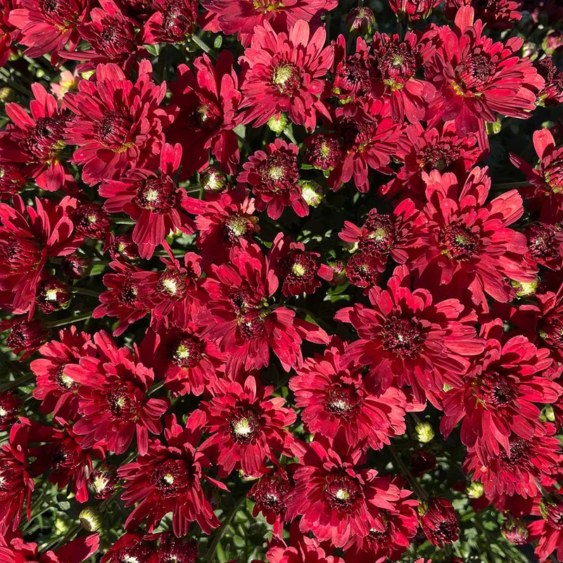 Red Belgian Mums®