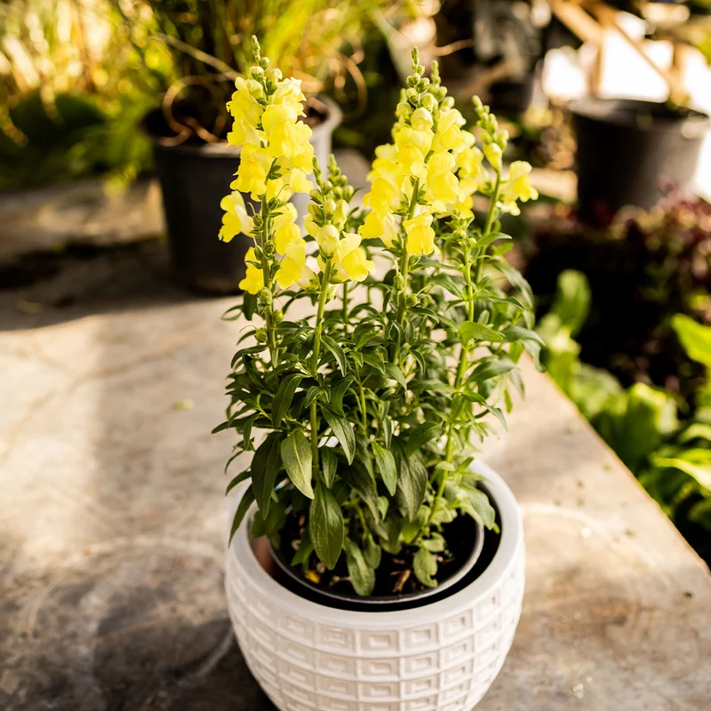 Speedy Sonnet Yellow Snapdragon